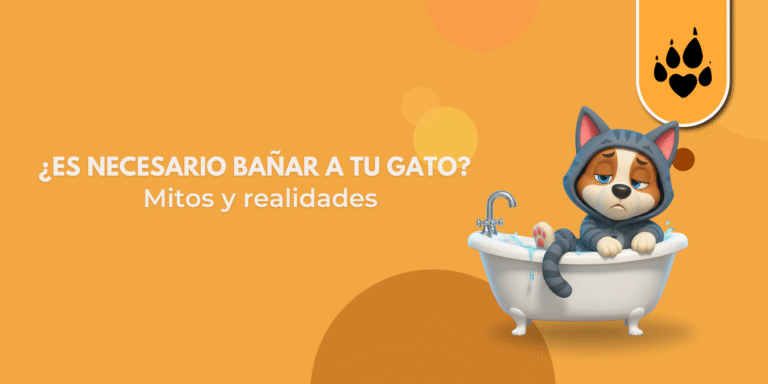 ¿Es necesario bañar a tu gato?