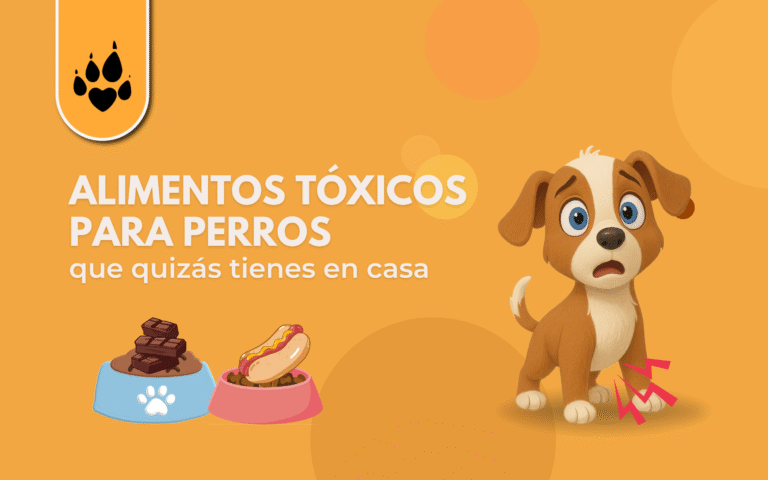 🦴 Alimentos tóxicos para perros que quizás tienes en casa