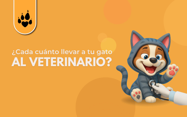 🩺🐱 ¿Cada cuánto llevar a tu gato al veterinario?