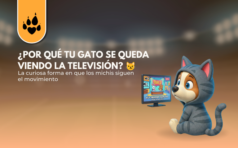 ¿Por qué tu gato se queda viendo la televisión?