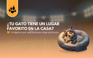 ¿Tu gato tiene un lugar favorito en la casa?