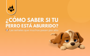 ¿Cómo saber si tu perro está aburrido?