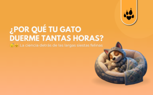 ¿Por qué tu gato duerme tantas horas?