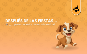 Después de las fiestas… ¿tu perro necesita volver a la rutina? 