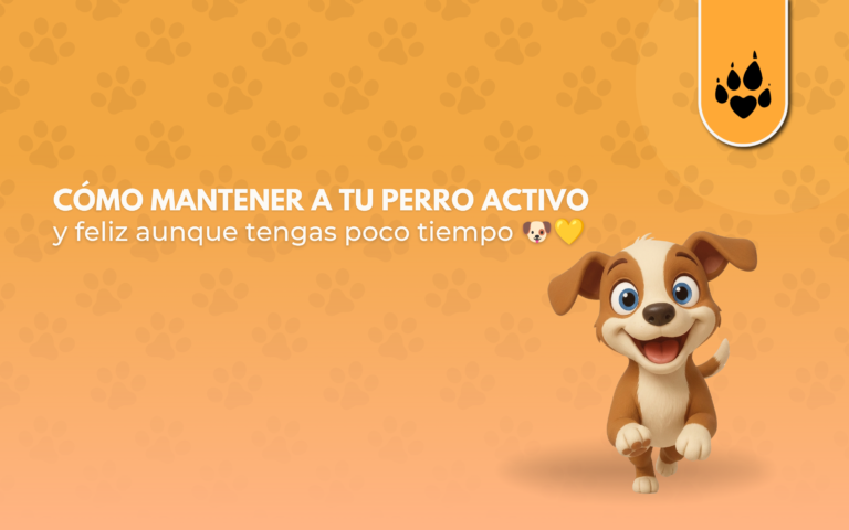 Cómo mantener a tu perro activo y feliz aunque tengas poco tiempo