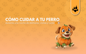 Cómo cuidar a tu perro durante una noche de disfraces, visitas y ruido